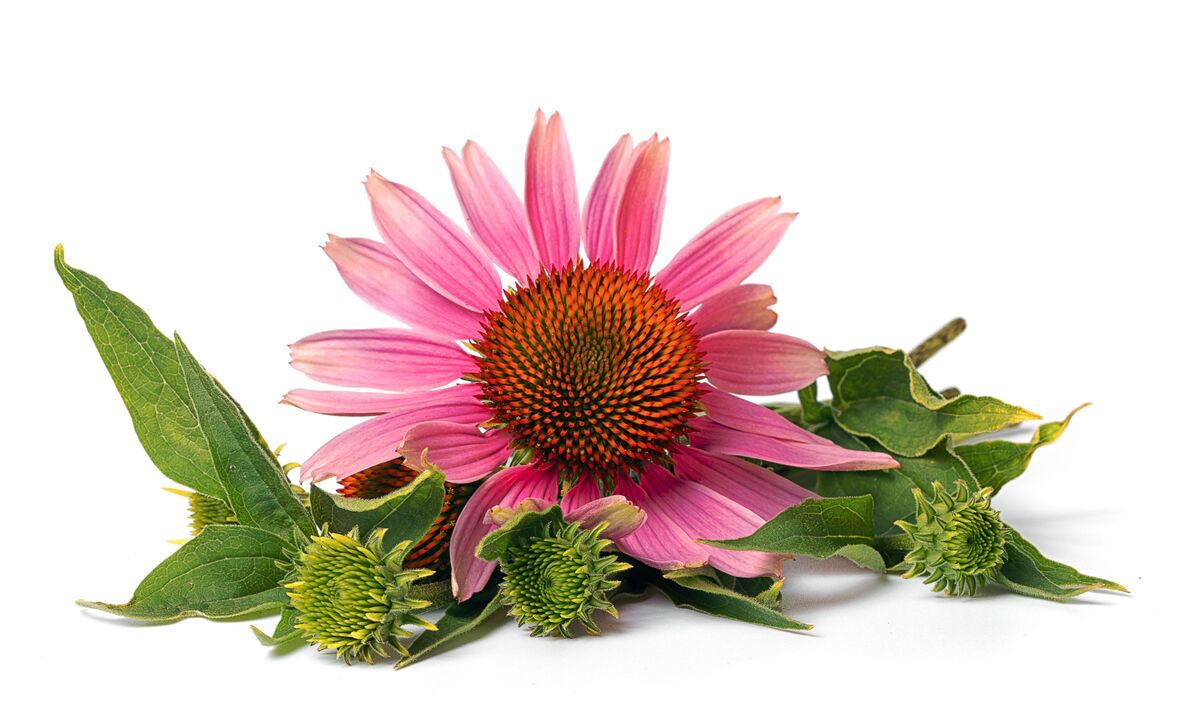 Echinacea in cardiform capsules