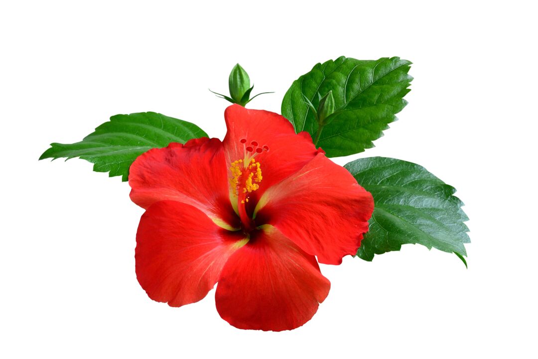 Hibiscus flower as part of cardiac capsules